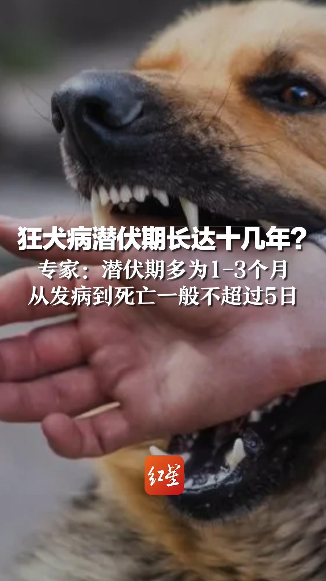 狂犬病潜伏期长达十几年？专家：潜伏期多为1-3个月，从发病到死亡一般不超过5日