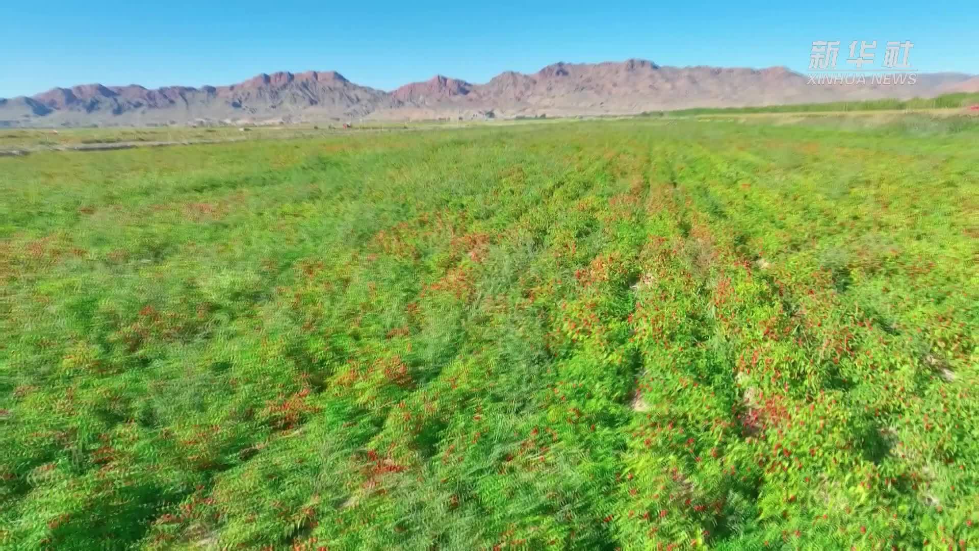 内蒙古乌拉特中旗：红辣椒火乡村