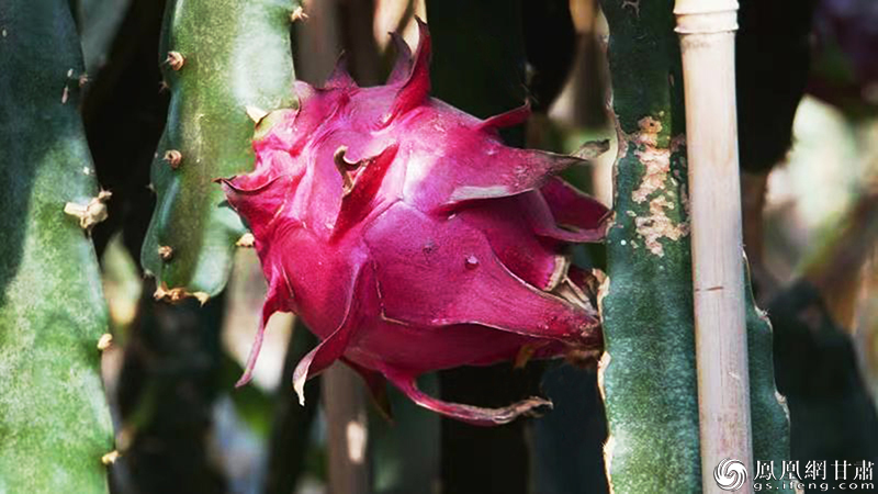 温室大棚里的火龙果长势喜人