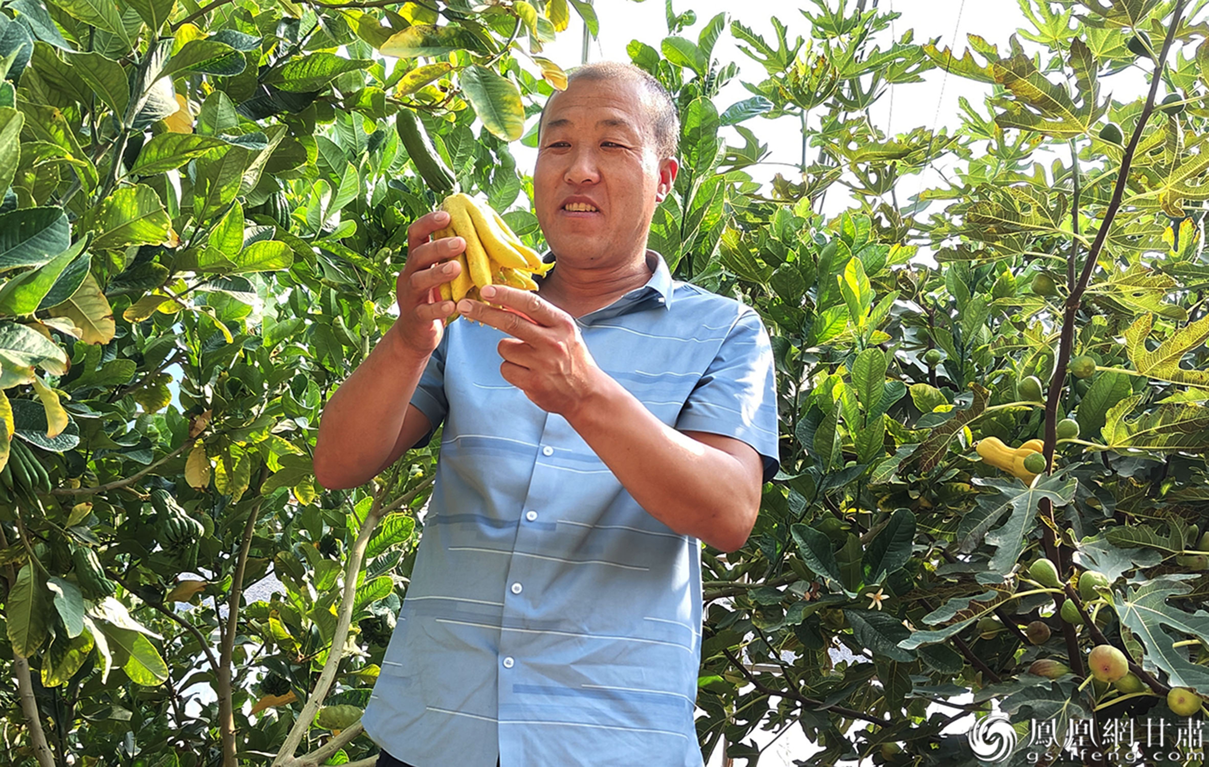 张掖市甘州区甘浚镇速展村温室大棚种植户王维成看着成熟的佛手喜笑颜开