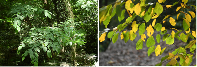 苏州保护珍稀濒危植物获重大进展：光福省级自然保护区首次发现保存完好红柴枝群落