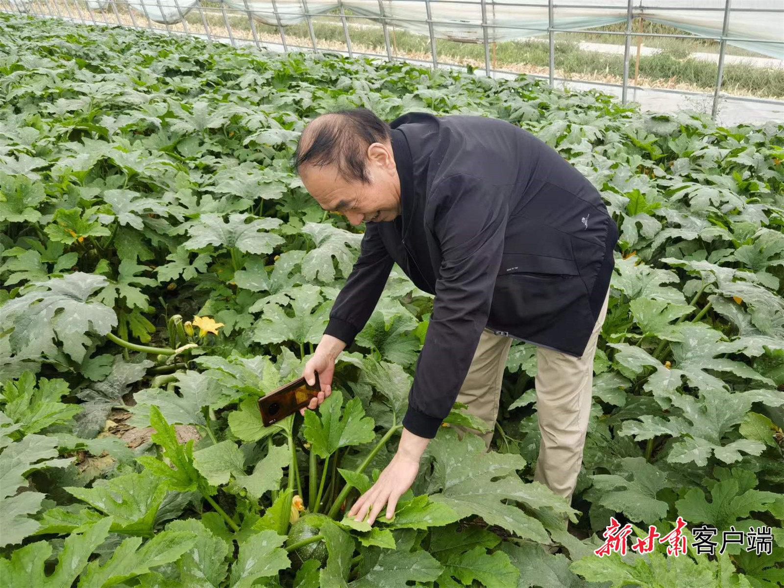 武威双城镇粤港澳大湾区蔬菜生产供应基地大棚里的蔬菜长势喜人