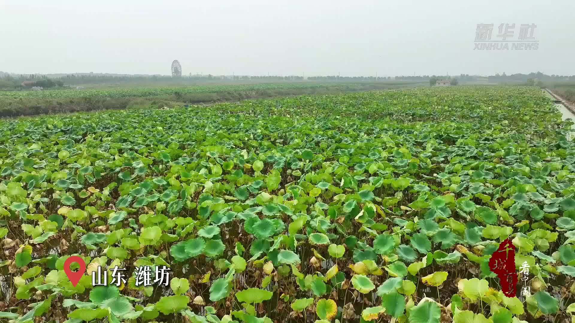 千城百县看中国｜山东潍坊：莲藕丰收采摘忙