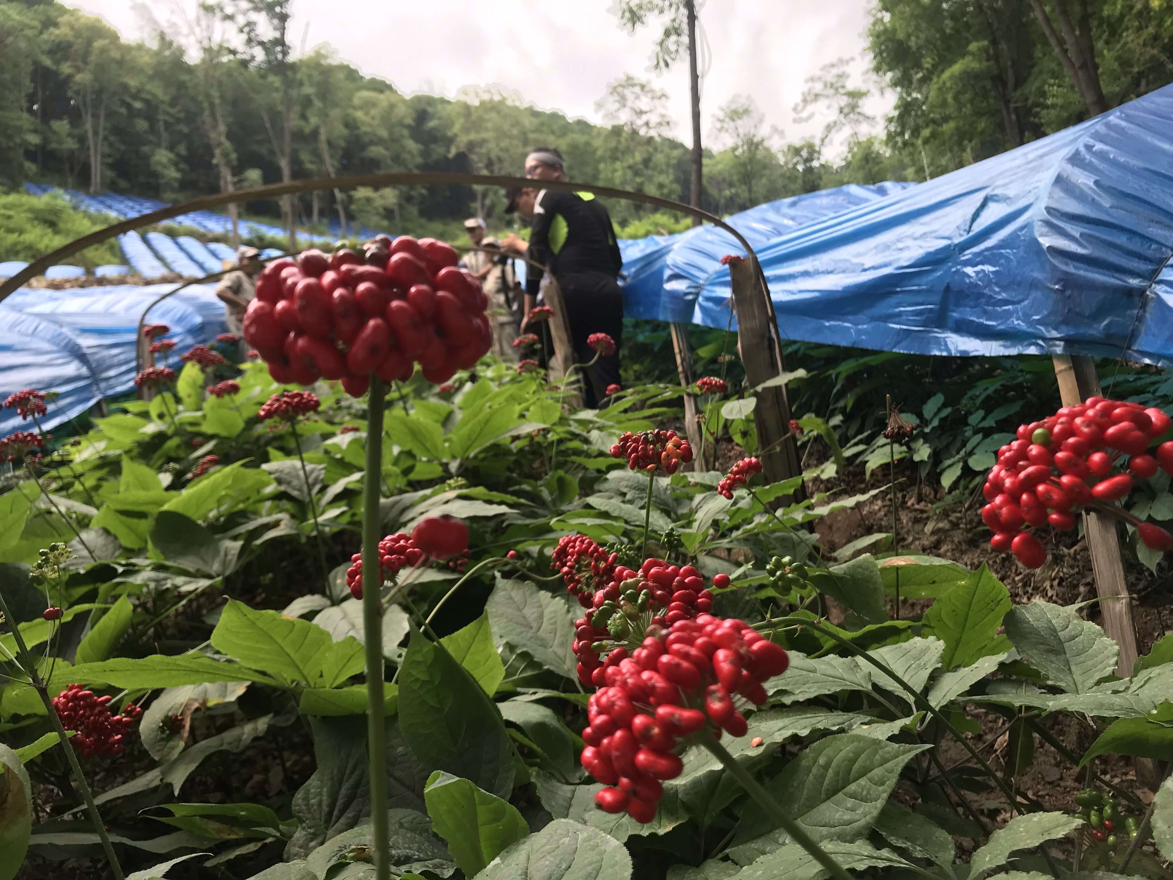 “吉林长白山人参栽培系统”获批为中国重要农业文化遗产