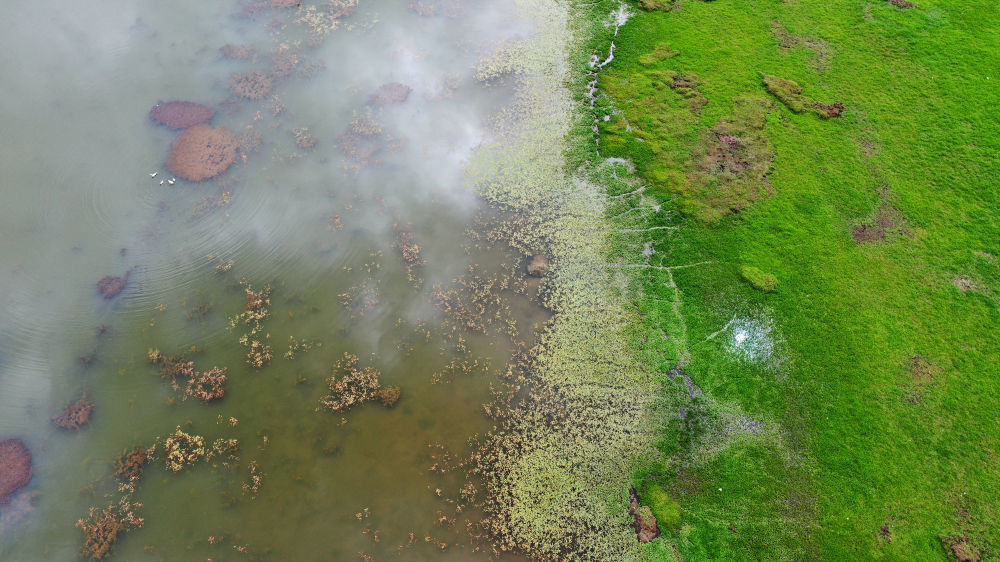 这是甘肃尕海则岔国家级自然保护区尕海湿地的景色　新华社记者　陈斌　摄