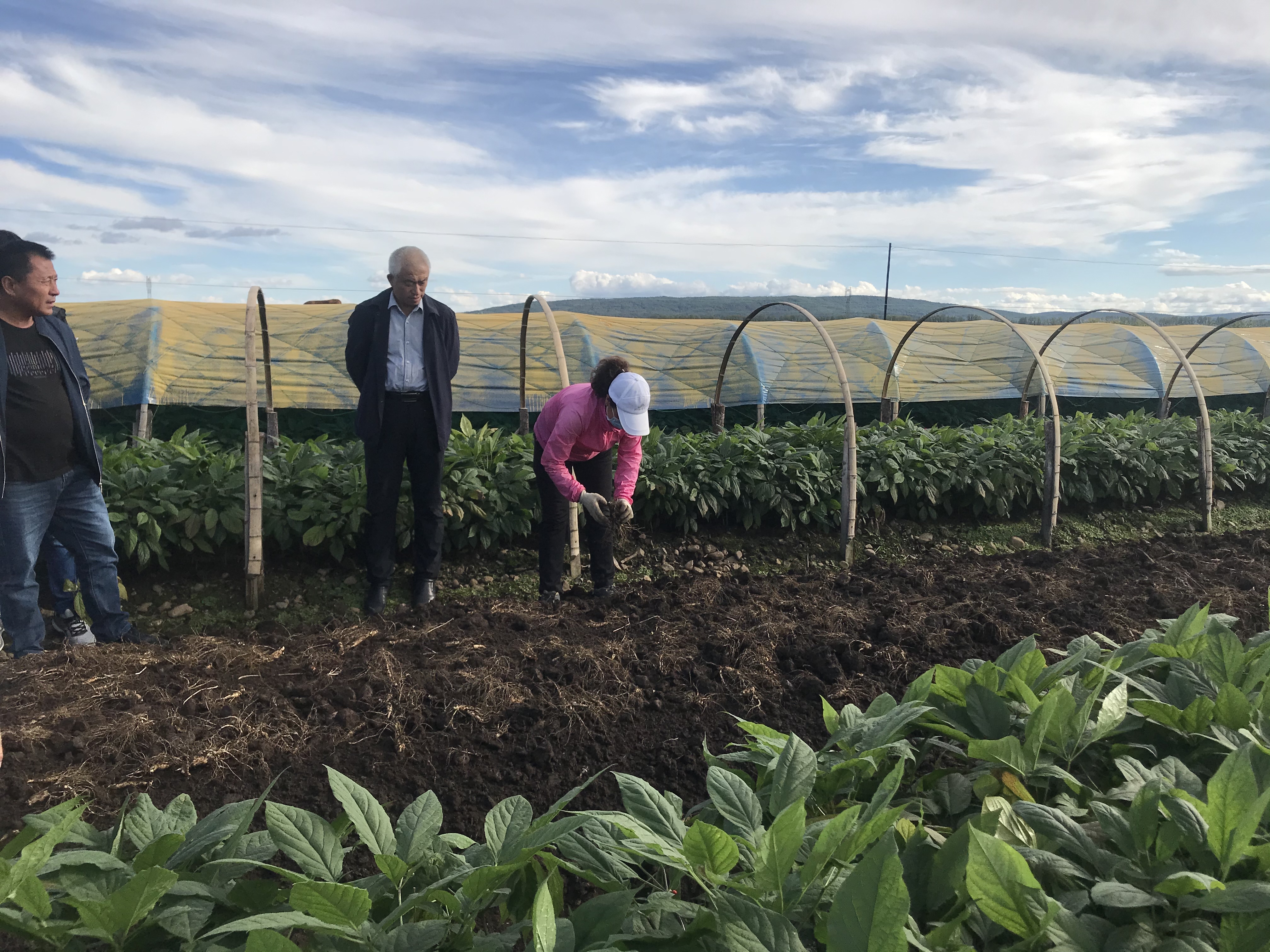 “吉林长白山人参栽培系统”获批为中国重要农业文化遗产