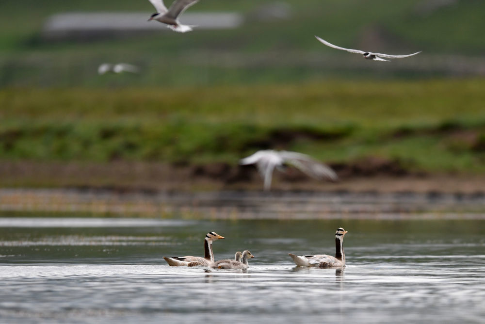 斑头雁在甘肃尕海则岔国家级自然保护区尕海湖的水面上游弋　新华社记者　陈斌　摄