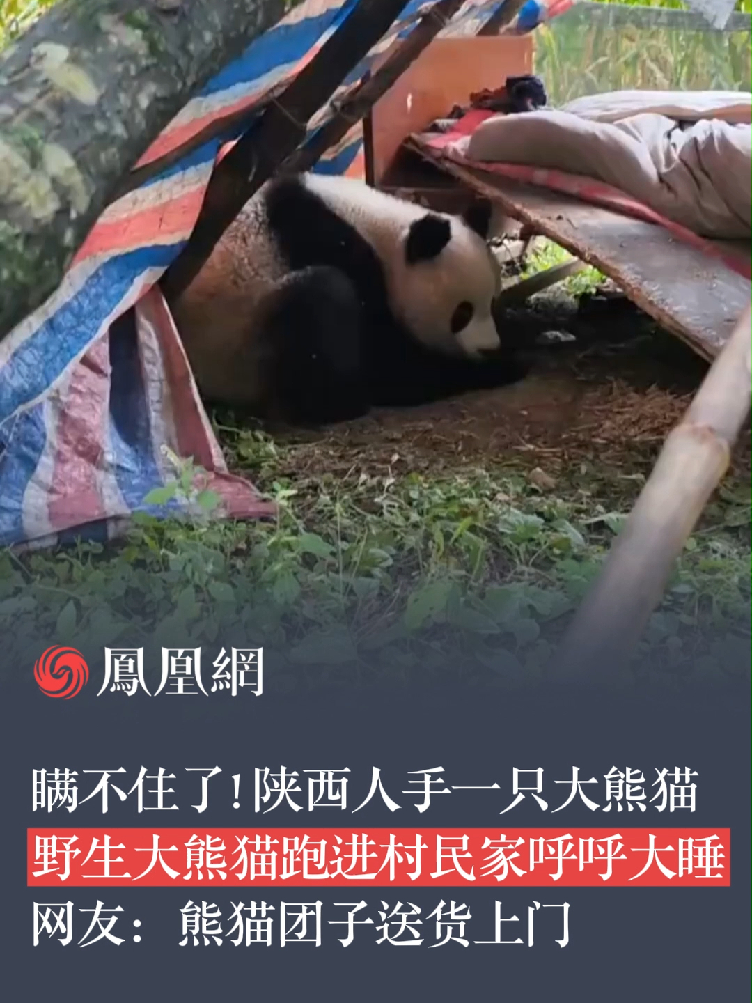 瞒不住了！陕西人手一只大熊猫，野生大熊猫跑进村民家呼呼大睡，网友：熊猫团子送货上门。#大熊猫 #陕西 #可爱到犯规 #秦岭大熊猫 #大自然