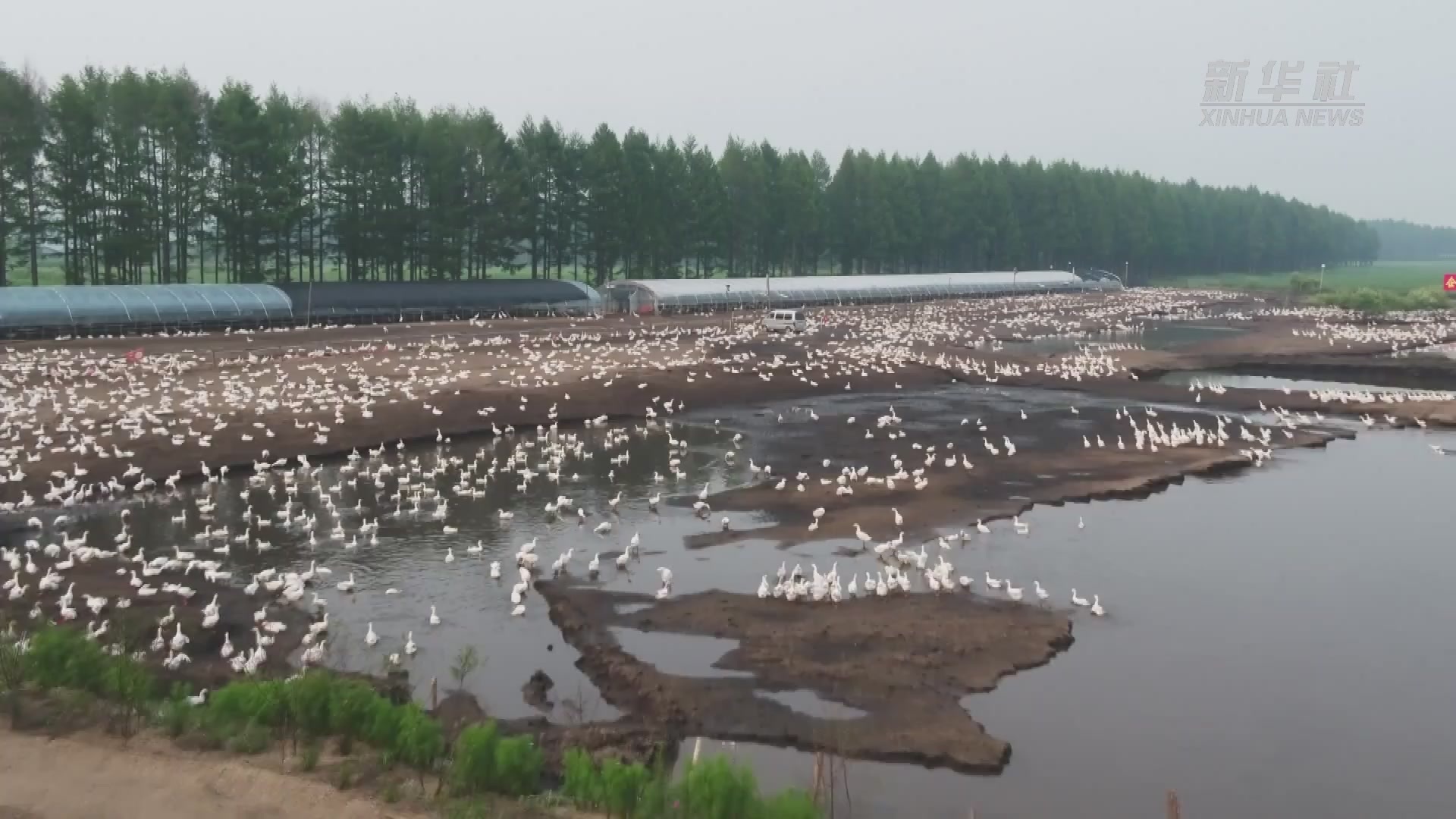 黑龙江垦区引龙河农场：百万鹅向天歌
