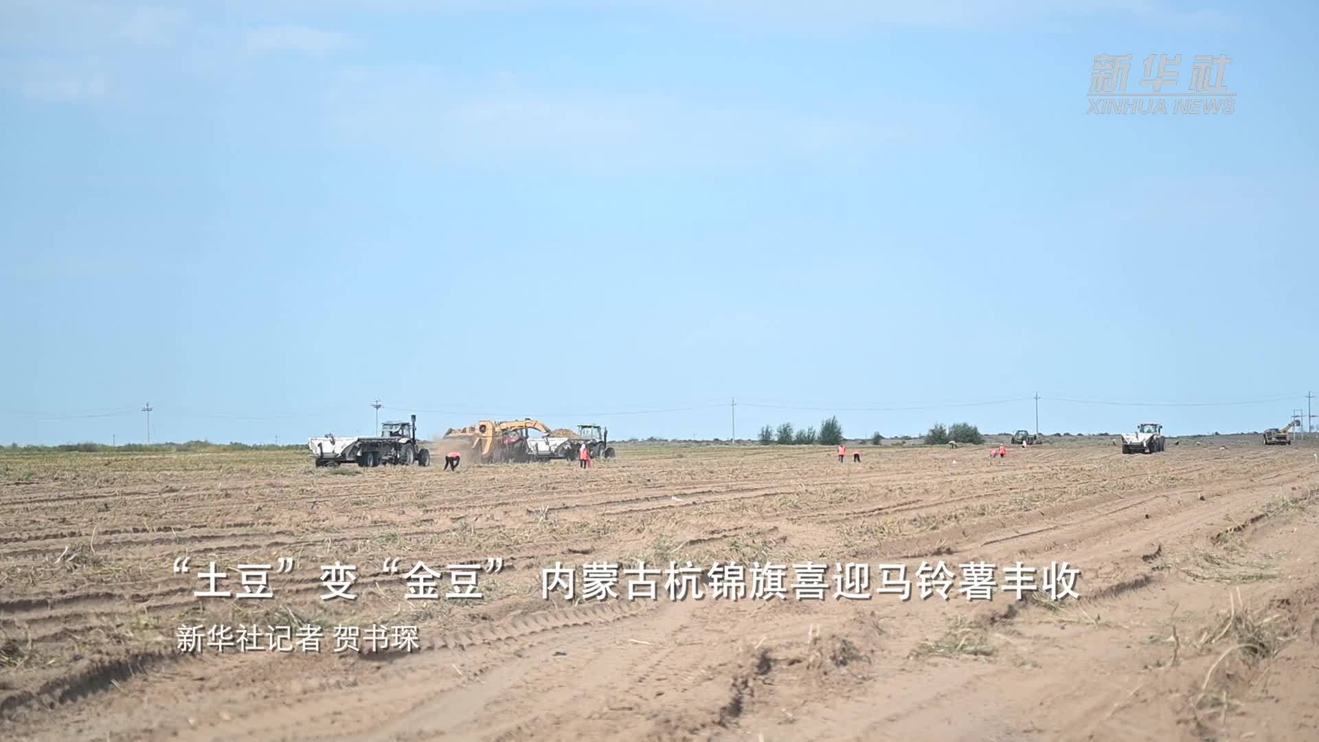 “土豆”变“金豆”内蒙古杭锦旗喜迎马铃薯丰收