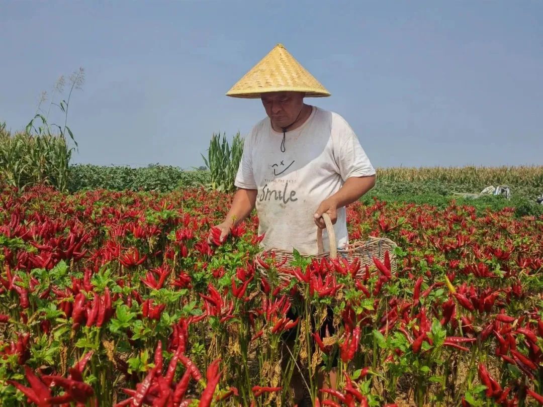 丰县辣椒采摘忙火红映丰收