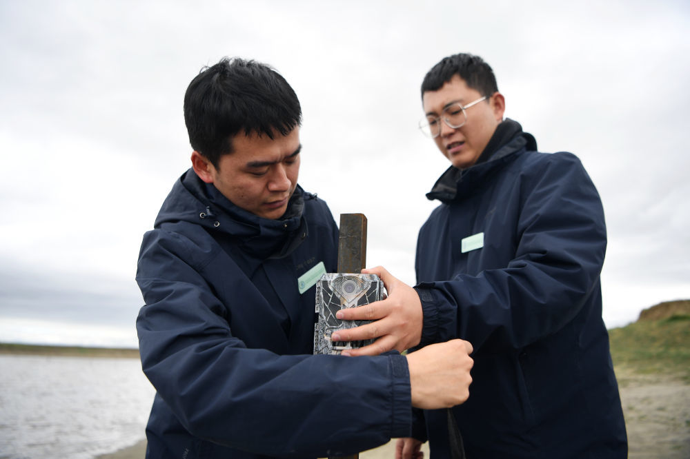 甘肃黄河首曲国家级自然保护区管护中心曼日玛保护站工作人员王佳阳（右）和同事在保护区内安放红外相机　新华社记者　张可任　摄