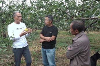 两校科研团队在隰县开展玉露香梨采摘管理技术指导