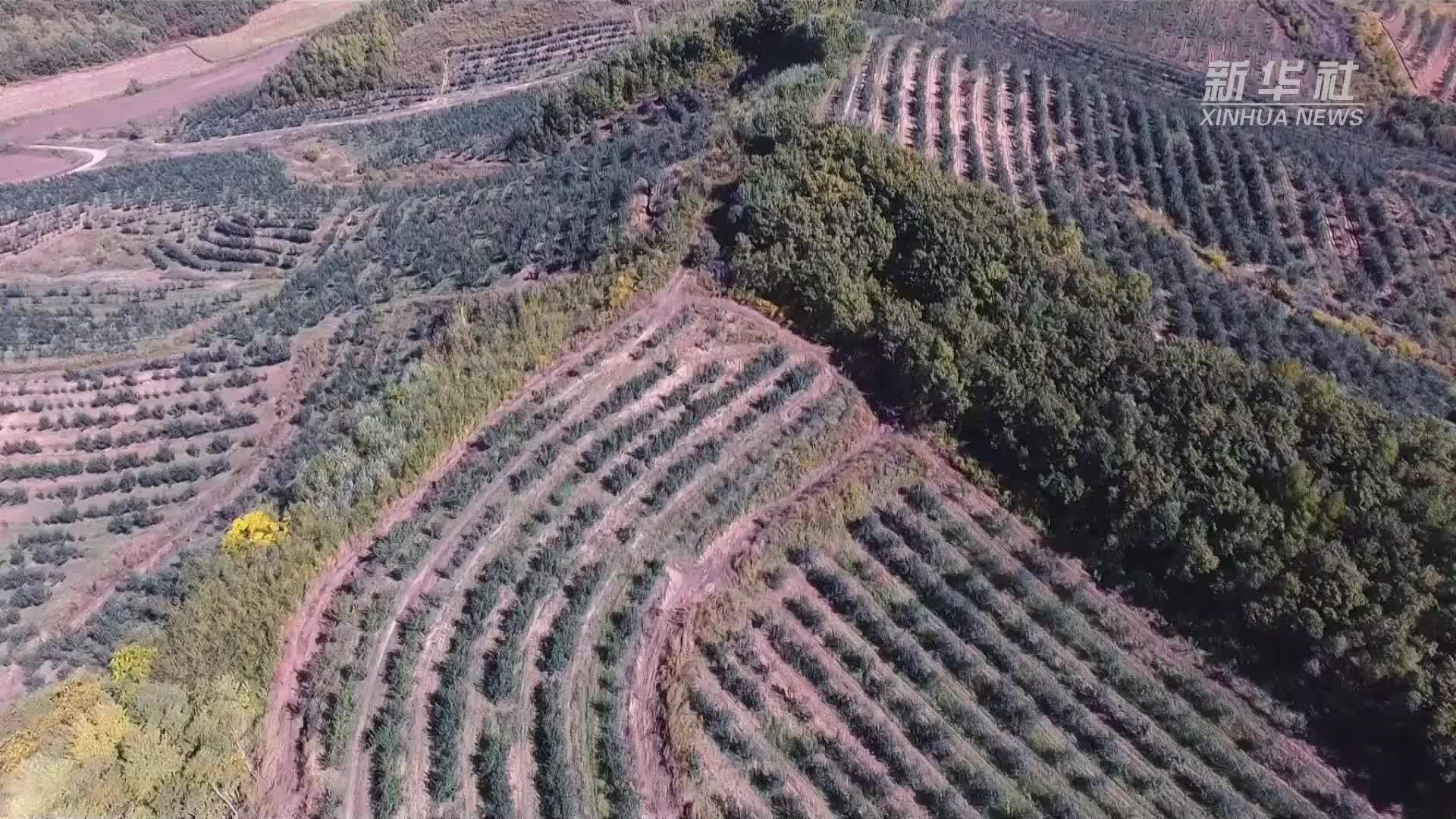 黑龙江林口：万亩果园大丰收 累累硕果挂枝头