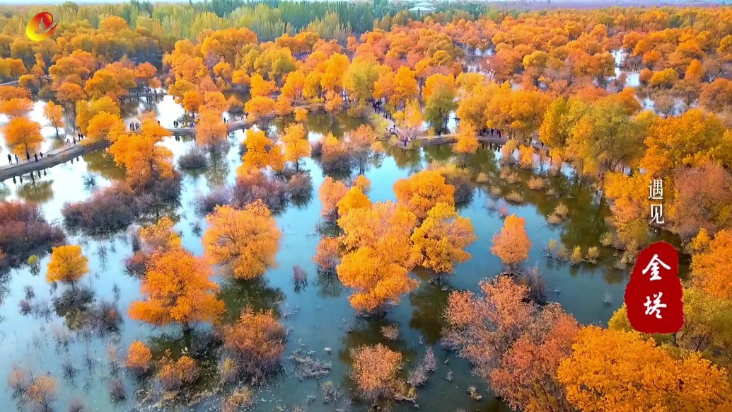 遇见金塔胡杨林　在金色童话世界里如痴如醉