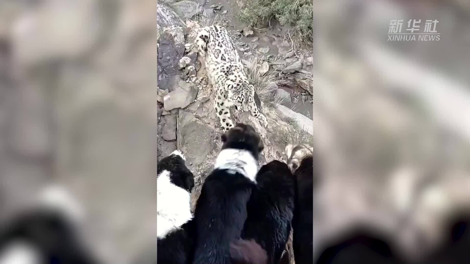 新疆库车：雪豹下山觅食与牧羊犬对峙