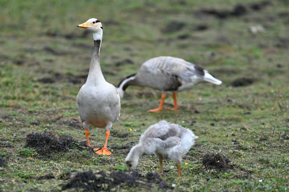 这是在甘肃尕海则岔国家级自然保护区的尕海湿地上拍摄的斑头雁　新华社记者　张可任　摄