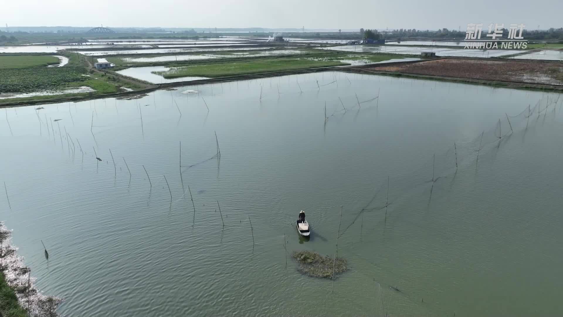 湖北鄂州：4600亩梁子湖大河蟹喜获丰收