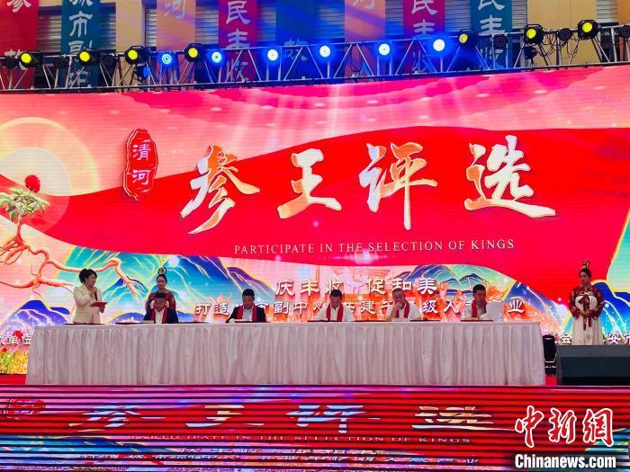 2023年中国农民丰收节暨集安&middot;清河野山参节22日举行“参王”评选活动。李丹 摄