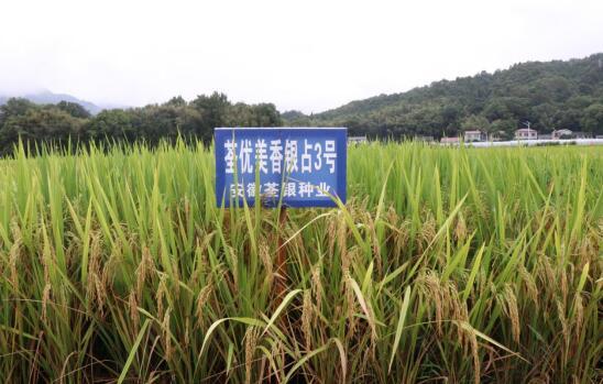 颗粒饱满的水稻新品种