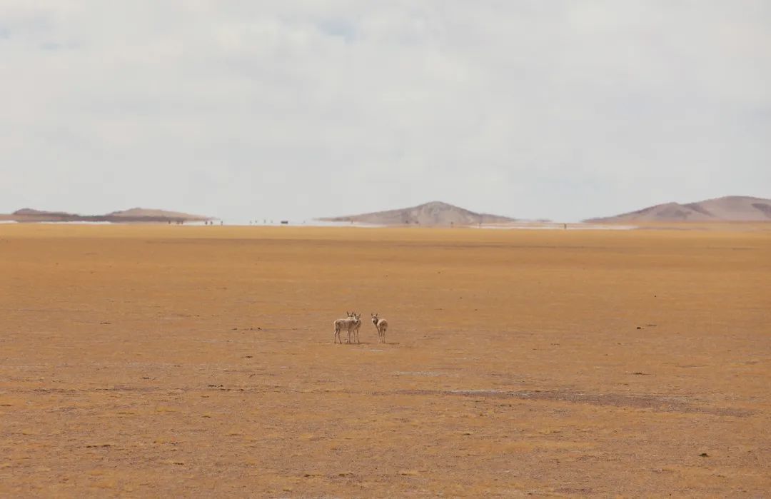 上：达古冰川的心;下：石渠县长沙贡玛保护区的雌性藏羚