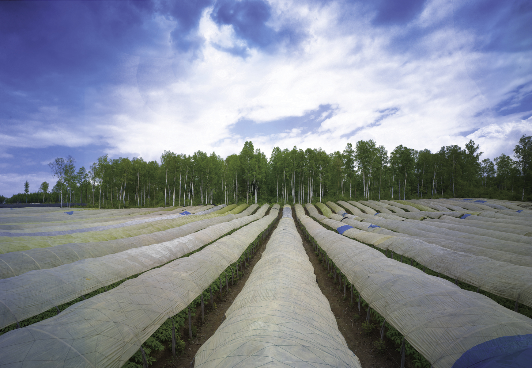 “吉林长白山人参栽培系统”获批为中国重要农业文化遗产