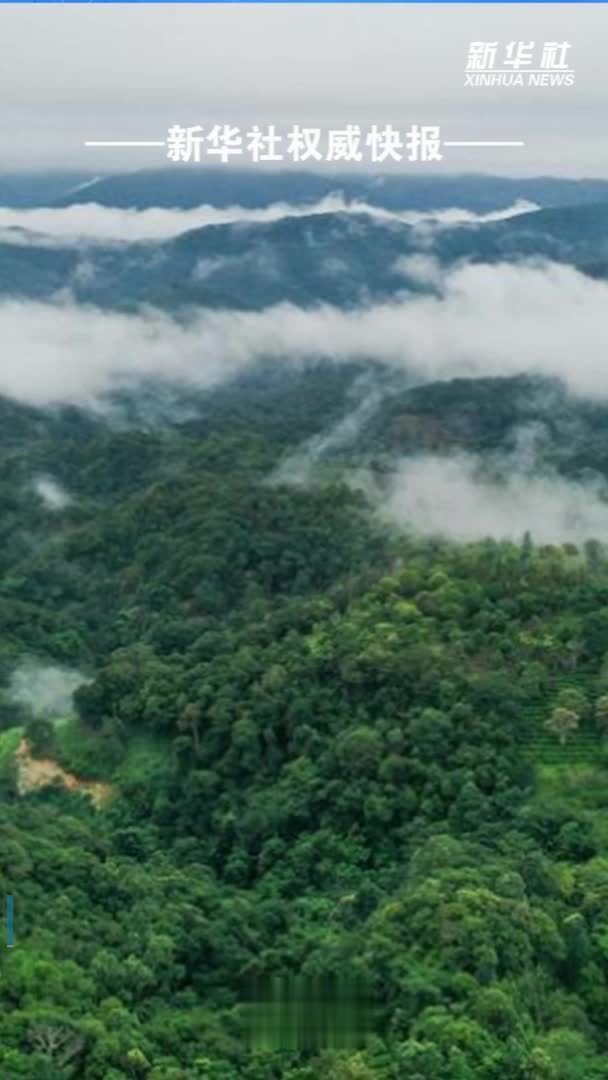 “普洱景迈山古茶林文化景观”成功申遗