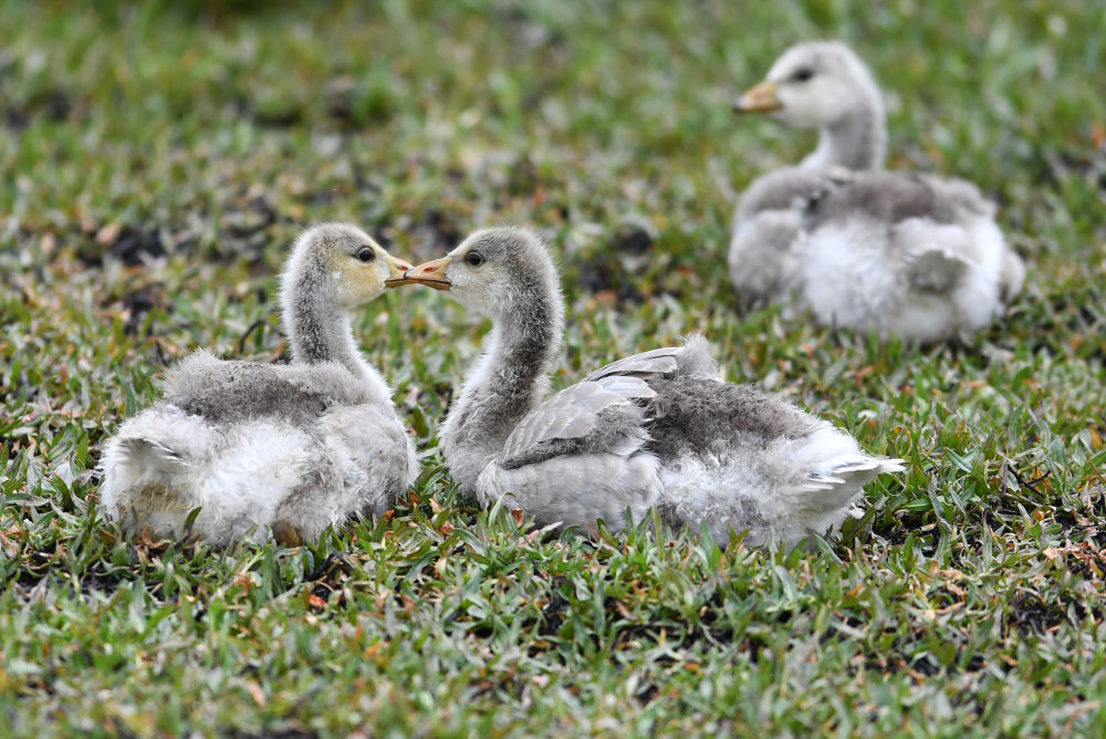斑头雁幼鸟在甘肃尕海则岔国家级自然保护区的尕海湿地嬉戏　新华社记者　陈斌　摄