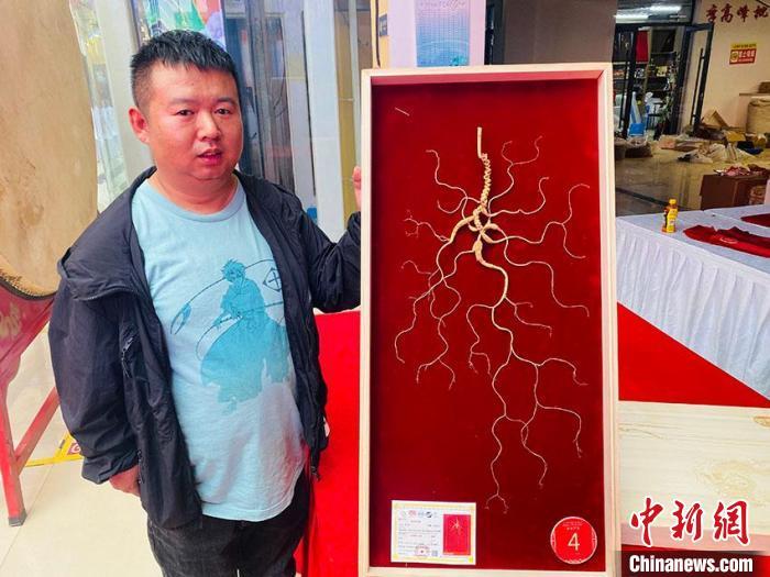 参商张雯溥带来的百年参龄野山参(干品)当选“参王”。李丹 摄