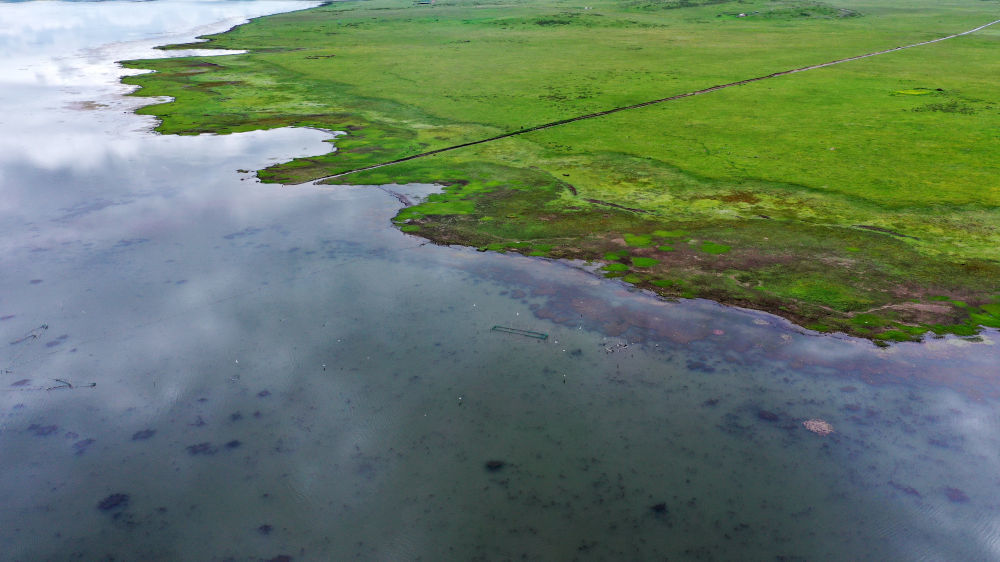 这是甘肃尕海则岔国家级自然保护区尕海湿地景色　新华社记者　张可任　摄