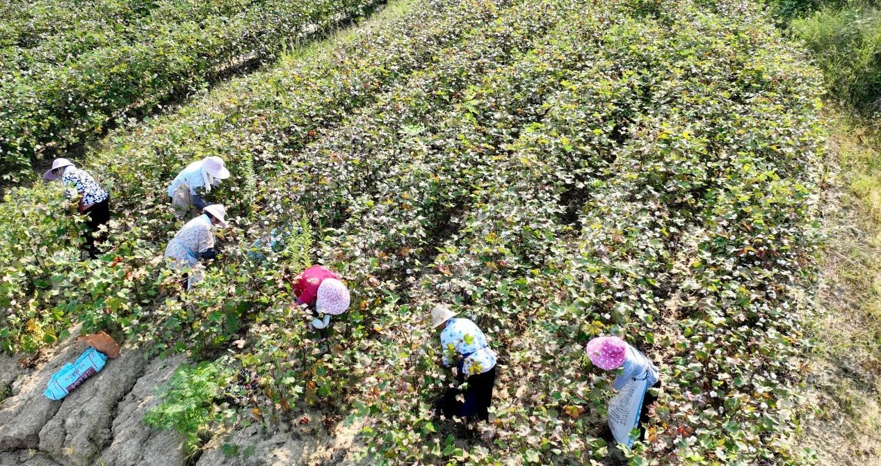 九江彭泽县：棉花丰收在望 棉农忙采摘