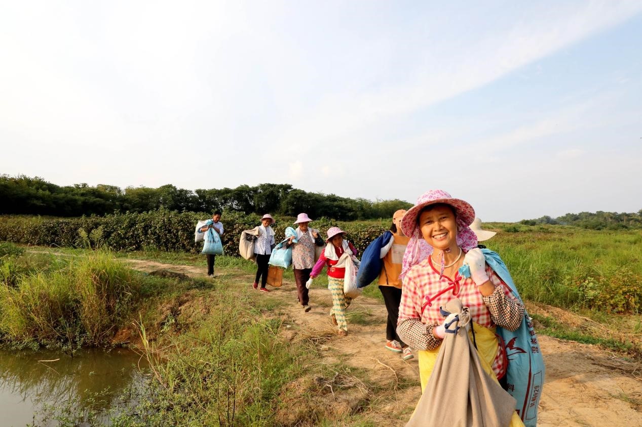 九江彭泽县：棉花丰收在望 棉农忙采摘