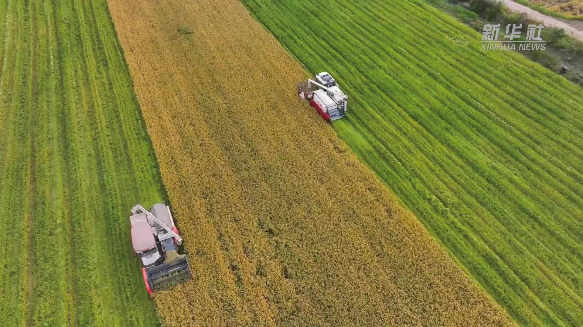 黑龙江海林：稻花香里说丰年