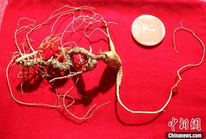 一颗参龄近200年的野山参(鲜品)当选“参王”。李丹 摄