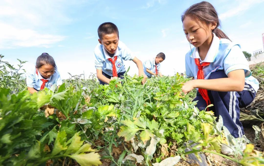 9月13日,张掖市高台县骆驼城镇中心小学五年级3班学生在劳动实践园