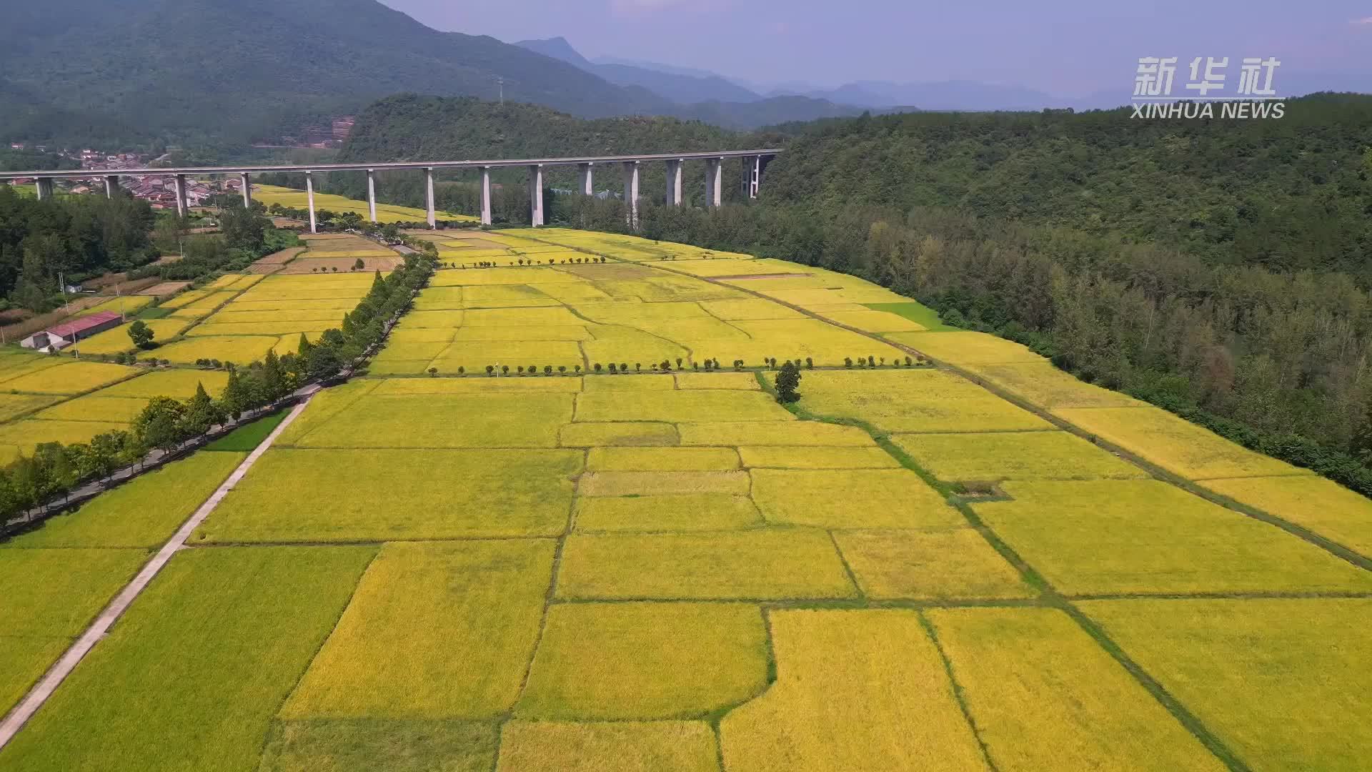 湖北：10万余台收割机迎秋收