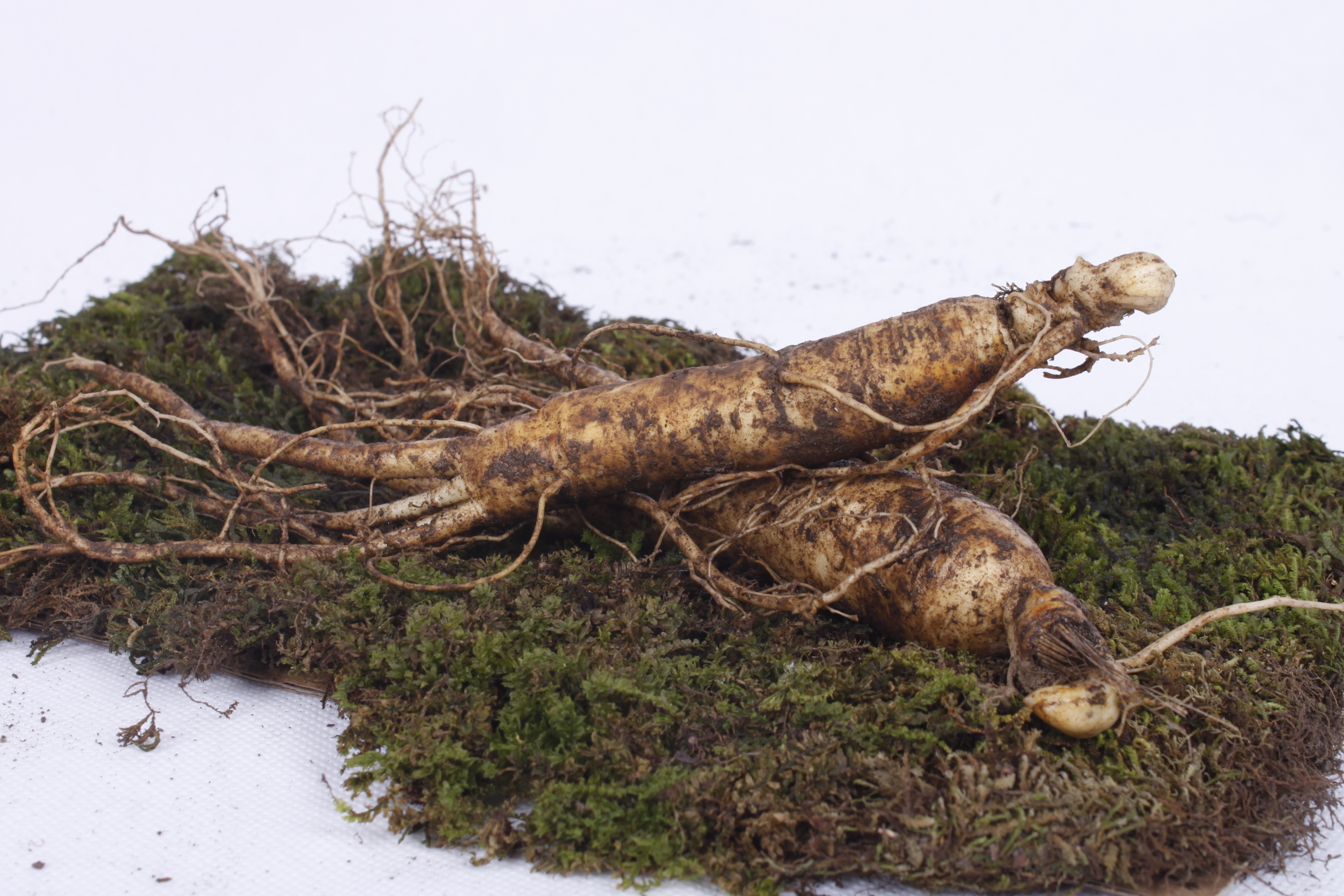 “吉林长白山人参栽培系统”获批为中国重要农业文化遗产