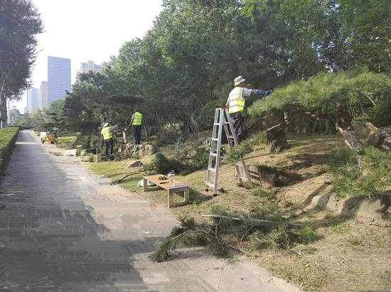 临沂市城管局园林环卫中心：沂蒙北路“显山露真容”整治提升 刷新颜值迎“双节”