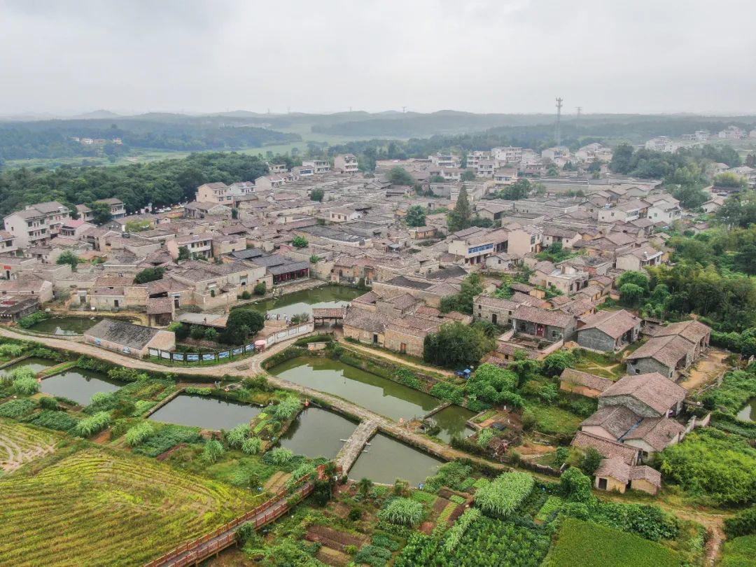 9月23日,航拍位于江西抚州金溪县的竹桥古村,只见古建成群,绿树成荫