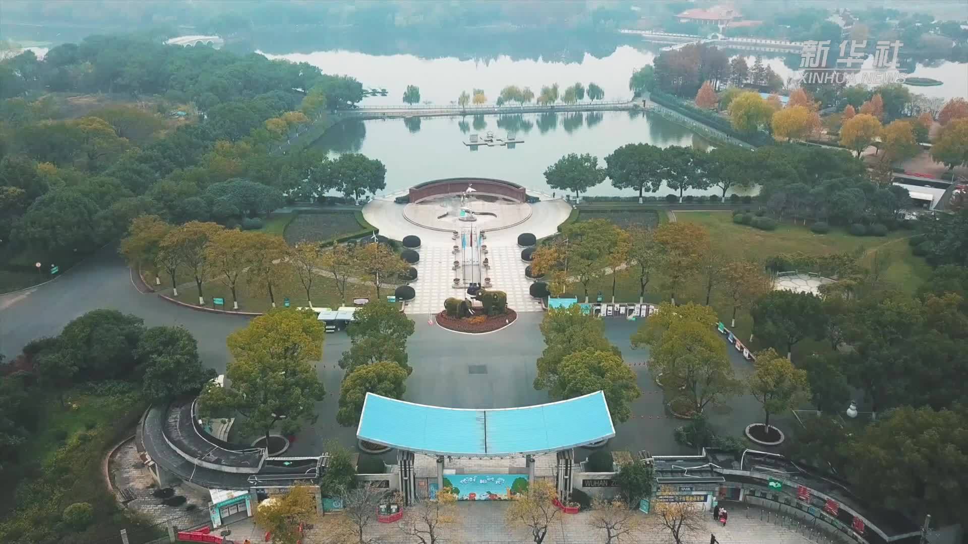 大熊猫“武林”“盟盟”即将与武汉游客见面