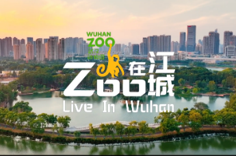 武汉动物园官方宣传片来啦！《Zoo在江城》