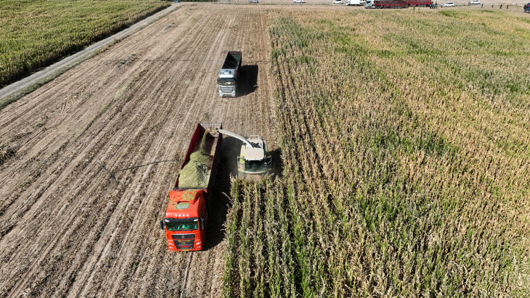 一株株的玉米秸秆连茎带穗卷入机器，经过切碎揉搓变成青贮饲料，落入运输车内被拉走。陈文　摄