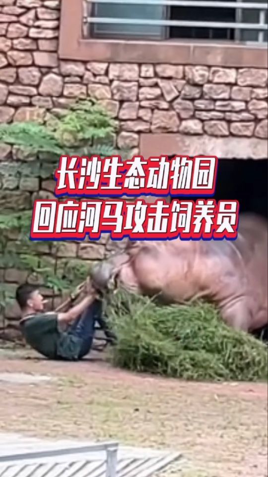 长沙生态动物园回应河马攻击饲养员#国是论坛