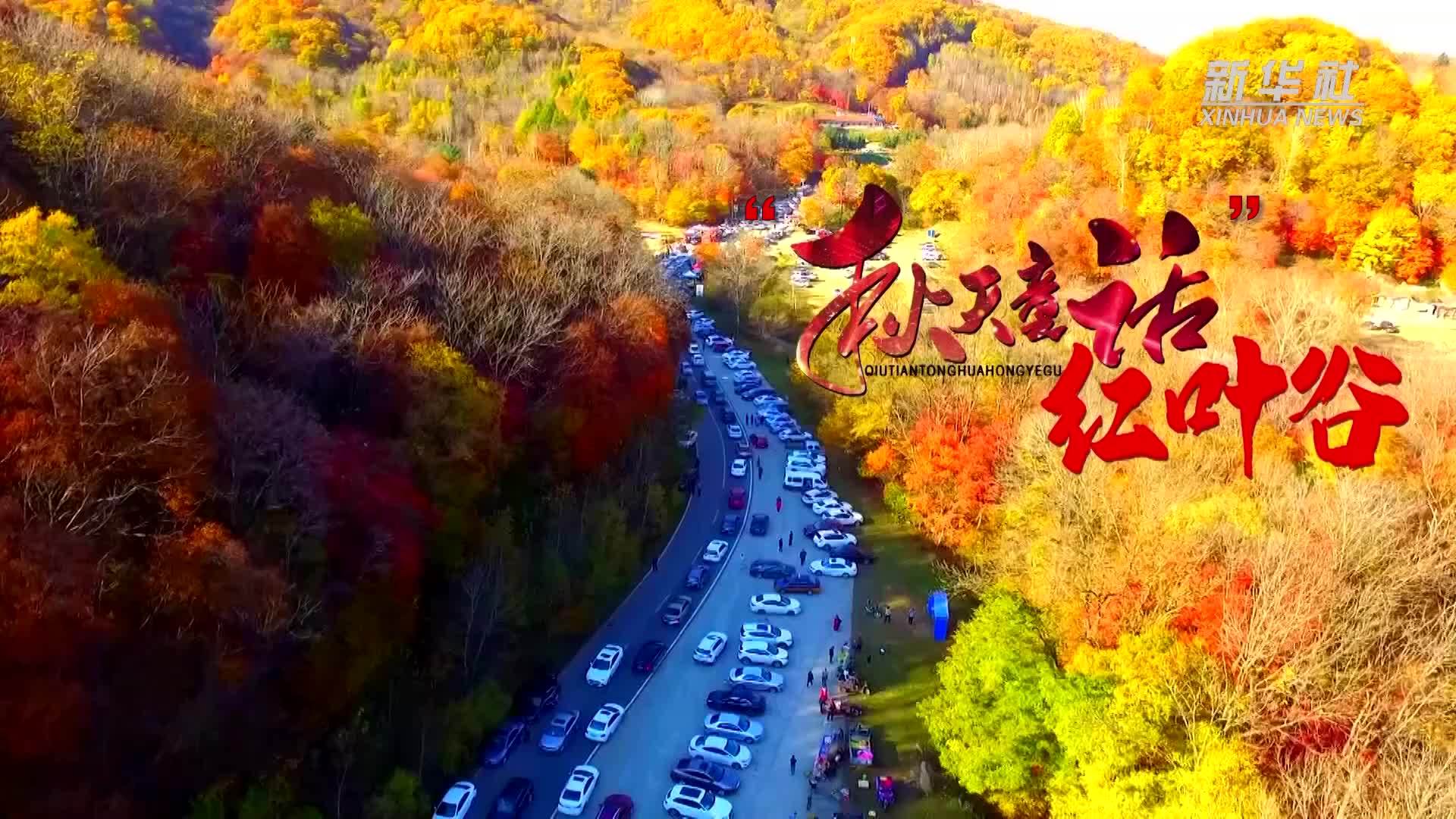 千城胜景｜吉林蛟河：“秋天童话”红叶谷