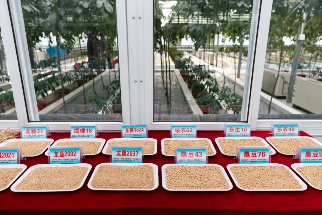 北大荒建三江国家农业科技园区内展示的水稻和大豆品种。新华社记者 谢剑飞 摄