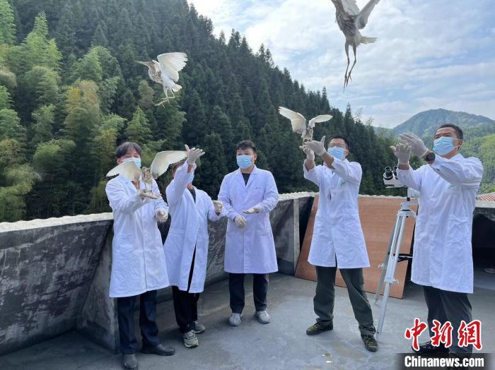 9月22日，环志工作结束后，工作人员将候鸟放归山林。李韵涵 摄