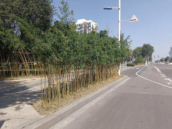 临沂市城管局园林环卫中心：沂蒙北路“显山露真容”整治提升 刷新颜值迎“双节”