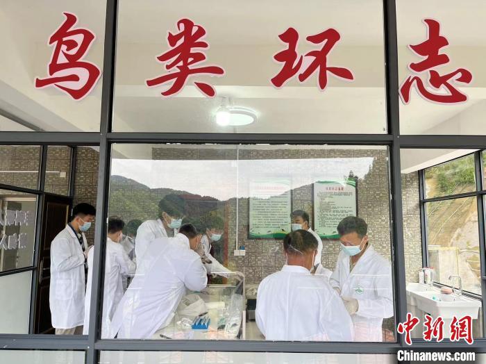 9月22日，在营盘圩环志站内，十数名科研人员身穿“白大褂”工作服有序分工给候鸟进行环志。李韵涵 摄