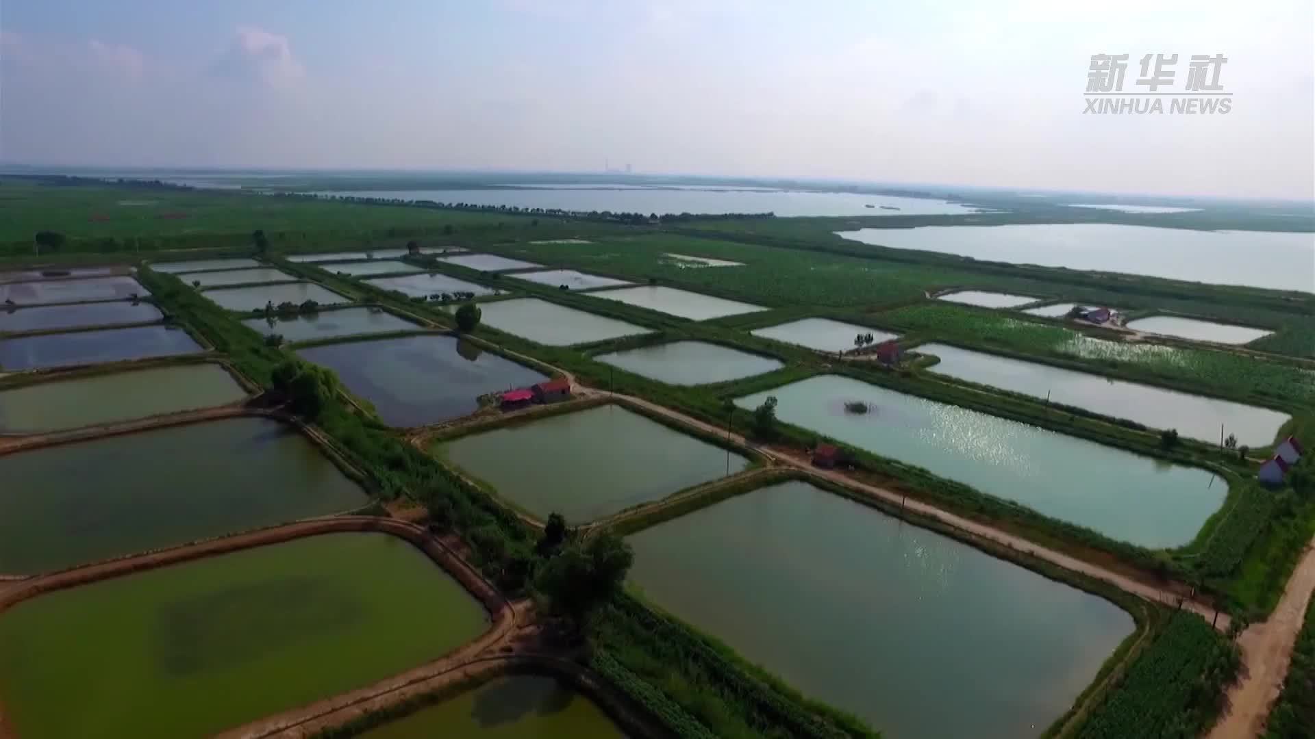 秋风响 蟹飘香 黄河口大闸蟹成为富民大产业