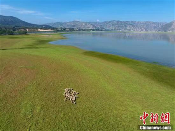 图为莲花古渡岸边的羊群 林宇先 摄